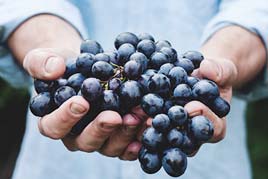 a worker handling a bunch of fresh blueberries