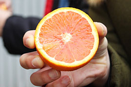 a hand holding an orange sliced in half