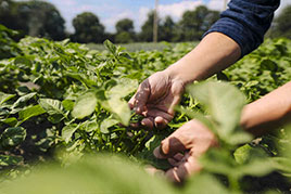 a farmer's hands tending to leafy green crops