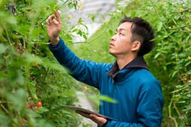 a worker inspecting vegetables on the vine