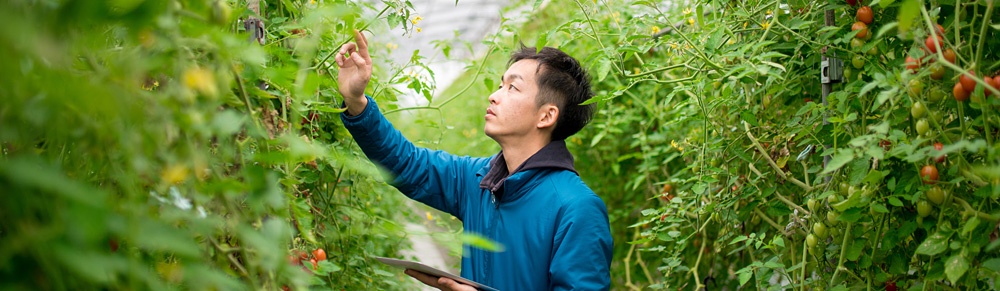 A worker tending plants in a greenhouse